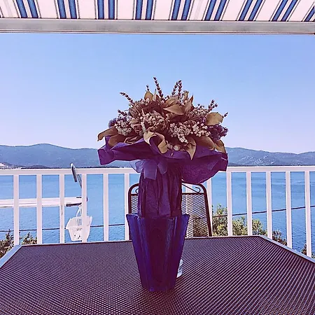 Apartamento Dalmatino-lion