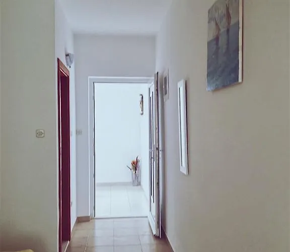 Dalmatino-lion *